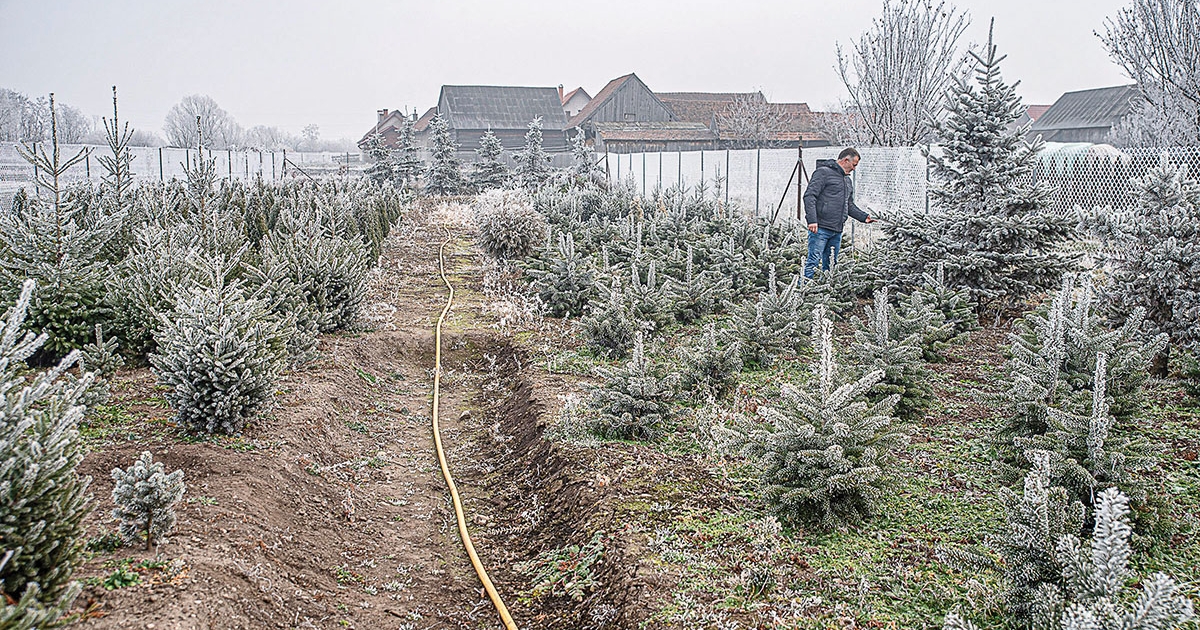 Hogyan teleltessük növényeinket?